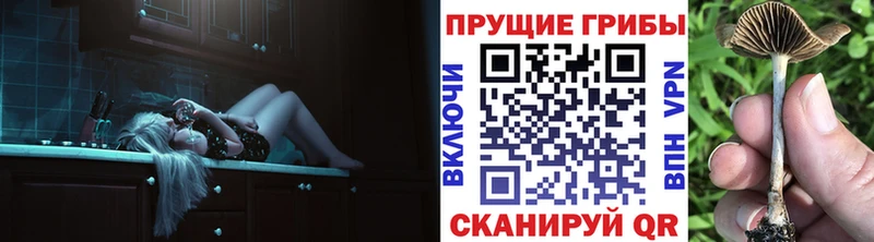 хочу наркоту  Севастополь  Псилоцибиновые грибы Psilocybine cubensis 